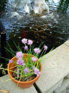 water-feature-and-chives
