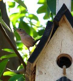 birdhouse-and-sparrow