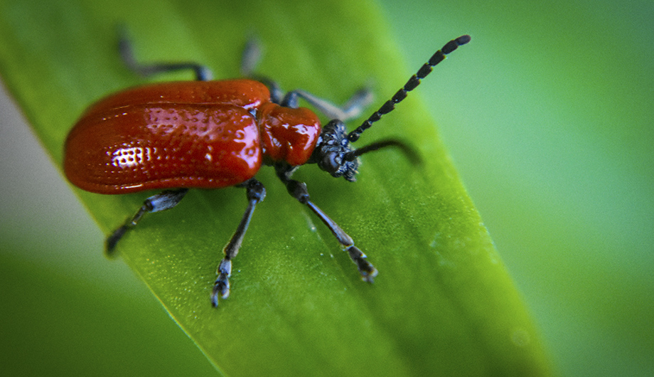 Leaf-beetle