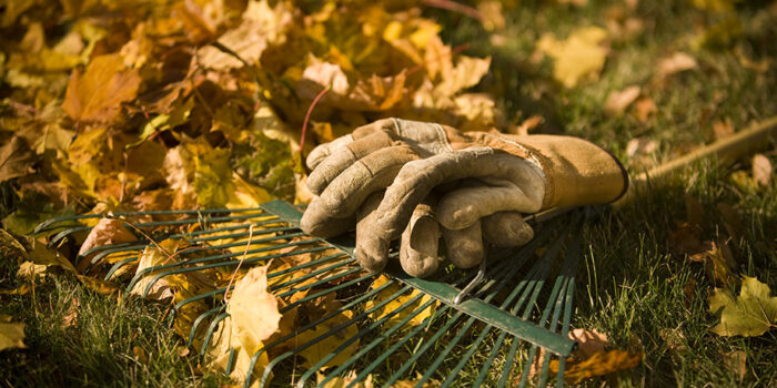 Fall Gardening - Raking the leaves in autumn