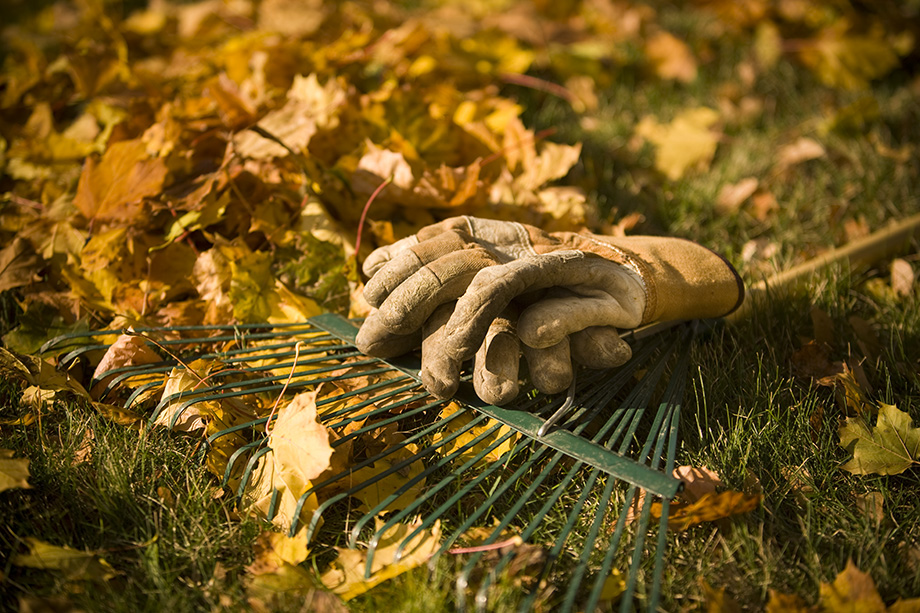 Fall Gardening - Raking the leaves in autumn