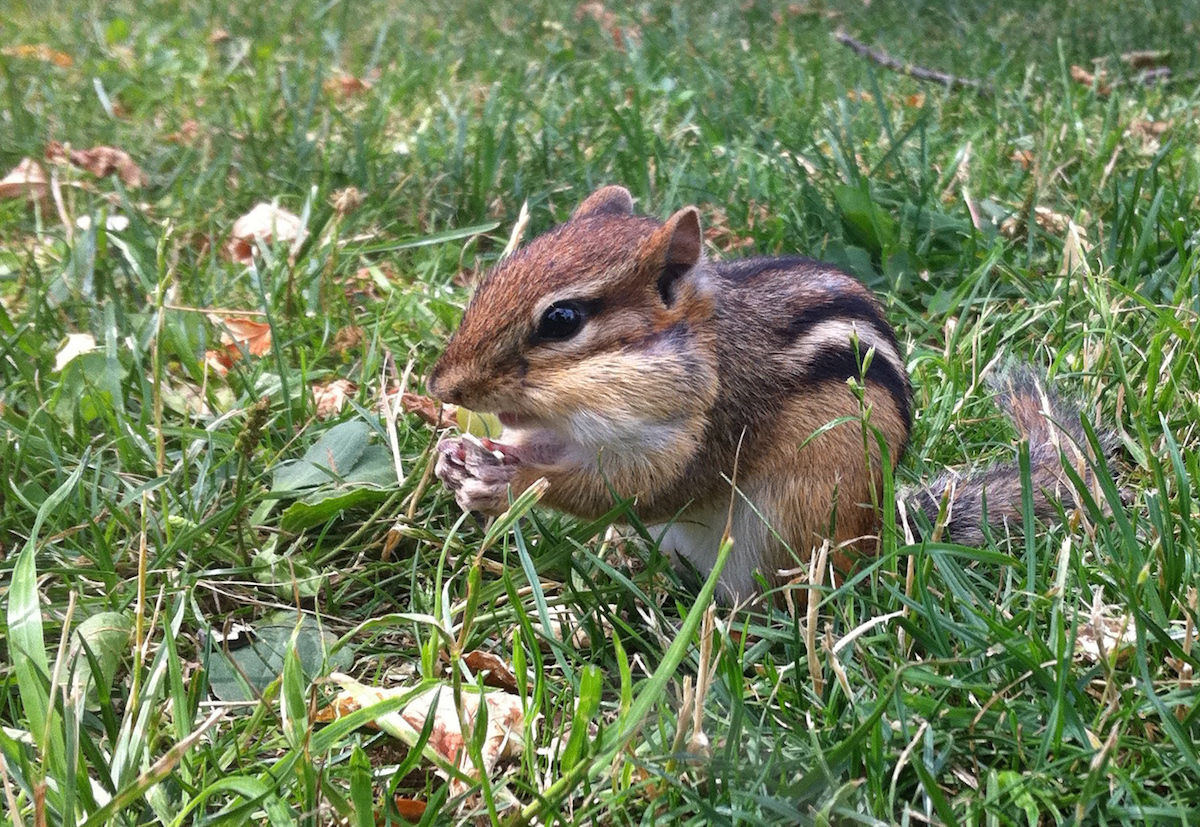Chipmunk Eating